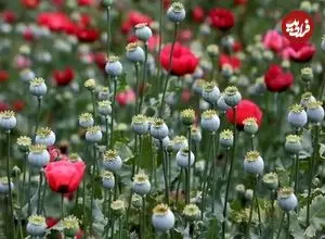 تصویب کشت گل خشخاش (شقایق الیفرا) برای تأمین موادمخدر دارویی کشور