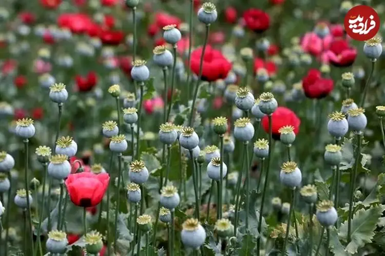 تصویب کشت گل خشخاش (شقایق الیفرا) برای تأمین موادمخدر دارویی کشور