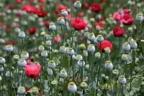تصویب کشت گل خشخاش (شقایق الیفرا) برای تأمین موادمخدر دارویی کشور