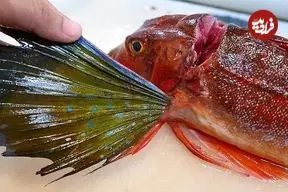 ویدئو| غذای خیابانی در ژاپن؛ تهیه دو نوع غذا با ماهی روبین در اوکیناوا