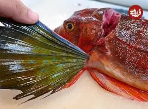 ویدئو| غذای خیابانی در ژاپن؛ تهیه دو نوع غذا با ماهی روبین در اوکیناوا