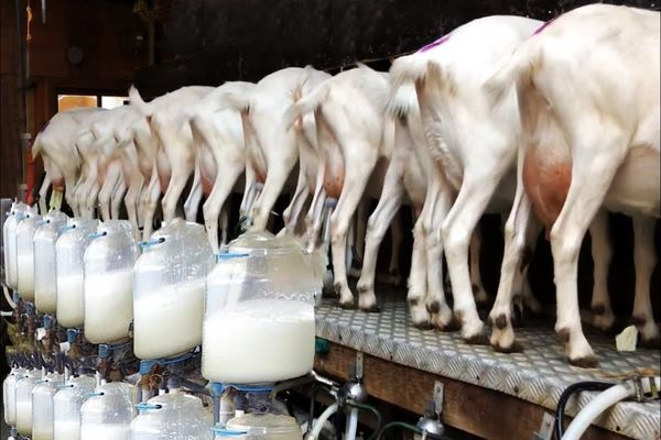 (ویدئو) استرالیایی ها چگونه هزاران بز را پرورش می دهند و شیرشان را فرآوری می کنند؟