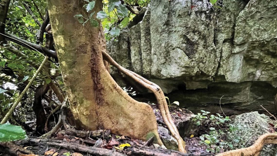 (تصاویر) شناسایی حشره‌ای شبیه به «جواهر» در جنگل‌های تایلند