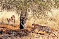 ببینید| مستند حیات وحش؛ استتار ماهرانه «پلنگ» برای شکار ایمپالا