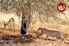 ببینید| مستند حیات وحش؛ استتار ماهرانه «پلنگ» برای شکار ایمپالا