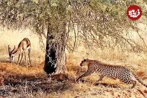 ببینید| مستند حیات وحش؛ استتار ماهرانه «پلنگ» برای شکار ایمپالا