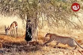 ببینید| مستند حیات وحش؛ استتار ماهرانه «پلنگ» برای شکار ایمپالا