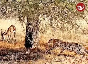 ببینید| مستند حیات وحش؛ استتار ماهرانه «پلنگ» برای شکار ایمپالا