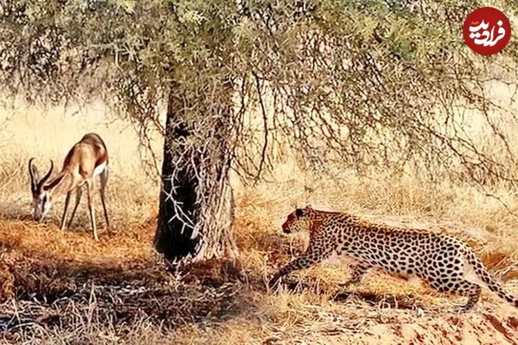 ببینید| مستند حیات وحش؛ استتار ماهرانه «پلنگ» برای شکار ایمپالا