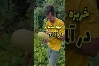 (ویدئو) کاشت و برداشت تماشایی خربزه مشهدی در آلمان