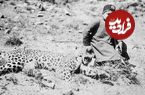 عکس؛ قله‌ای به نام پلنگ های تهران