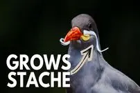 ببینید| 10 گونه از زیباترین و شگفت انگیزترین پرندگان دریایی جهان