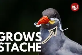 ببینید| 10 گونه از زیباترین و شگفت انگیزترین پرندگان دریایی جهان