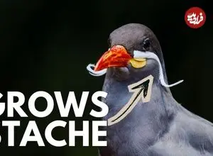 ببینید| 10 گونه از زیباترین و شگفت انگیزترین پرندگان دریایی جهان