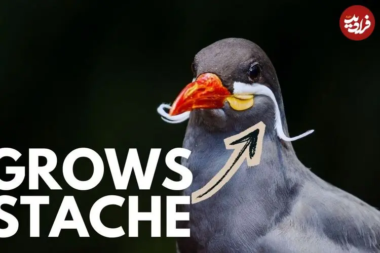 ببینید| 10 گونه از زیباترین و شگفت انگیزترین پرندگان دریایی جهان