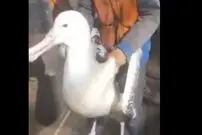 (ویدیو) کشف عظیم الجثه ترین مرغ دریایی