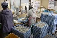 ببینید| مراحل دیدنی پرورش بلدرچین و تولید روزانه ۷۰هزار تخم‌ بلدرچین در ژاپن