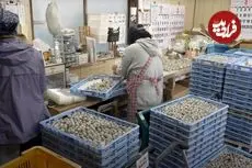 ببینید| مراحل دیدنی پرورش بلدرچین و تولید روزانه ۷۰هزار تخم‌ بلدرچین در ژاپن