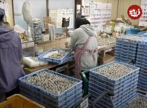 ببینید| مراحل دیدنی پرورش بلدرچین و تولید روزانه ۷۰هزار تخم‌ بلدرچین در ژاپن