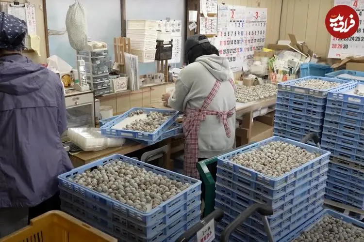 ببینید| مراحل دیدنی پرورش بلدرچین و تولید روزانه ۷۰هزار تخم‌ بلدرچین در ژاپن