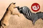 ببینید| فرار گورخر از شیر با یک لگد غافلگیرکننده