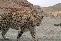 (ویدئو) نمایی شگفت انگیز از گشت و گذار شبانه یک قلاده پلنگ در ‌جاده رودبار الموت‌