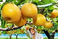 (ویدئو) ببینید ژاپنی ها چگونه گران ترین و بزرگترین گلابی جهان را برداشت می کنند
