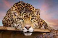 (ویدیو) شکار بی‌نقص جگوار با آرواره هایی قدرتمند