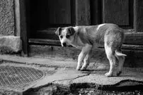 معضل «سگ‌های رها» در سایر کشورها چگونه مدیریت شده؟