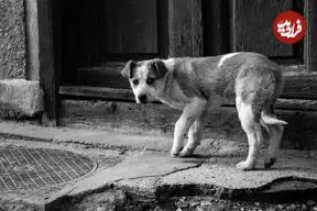 معضل «سگ‌های رها» در سایر کشورها چگونه مدیریت شده؟