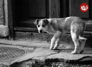 معضل «سگ‌های رها» در سایر کشورها چگونه مدیریت شده؟