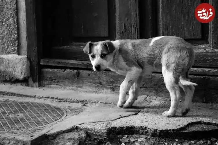 معضل «سگ‌های رها» در سایر کشورها چگونه مدیریت شده؟