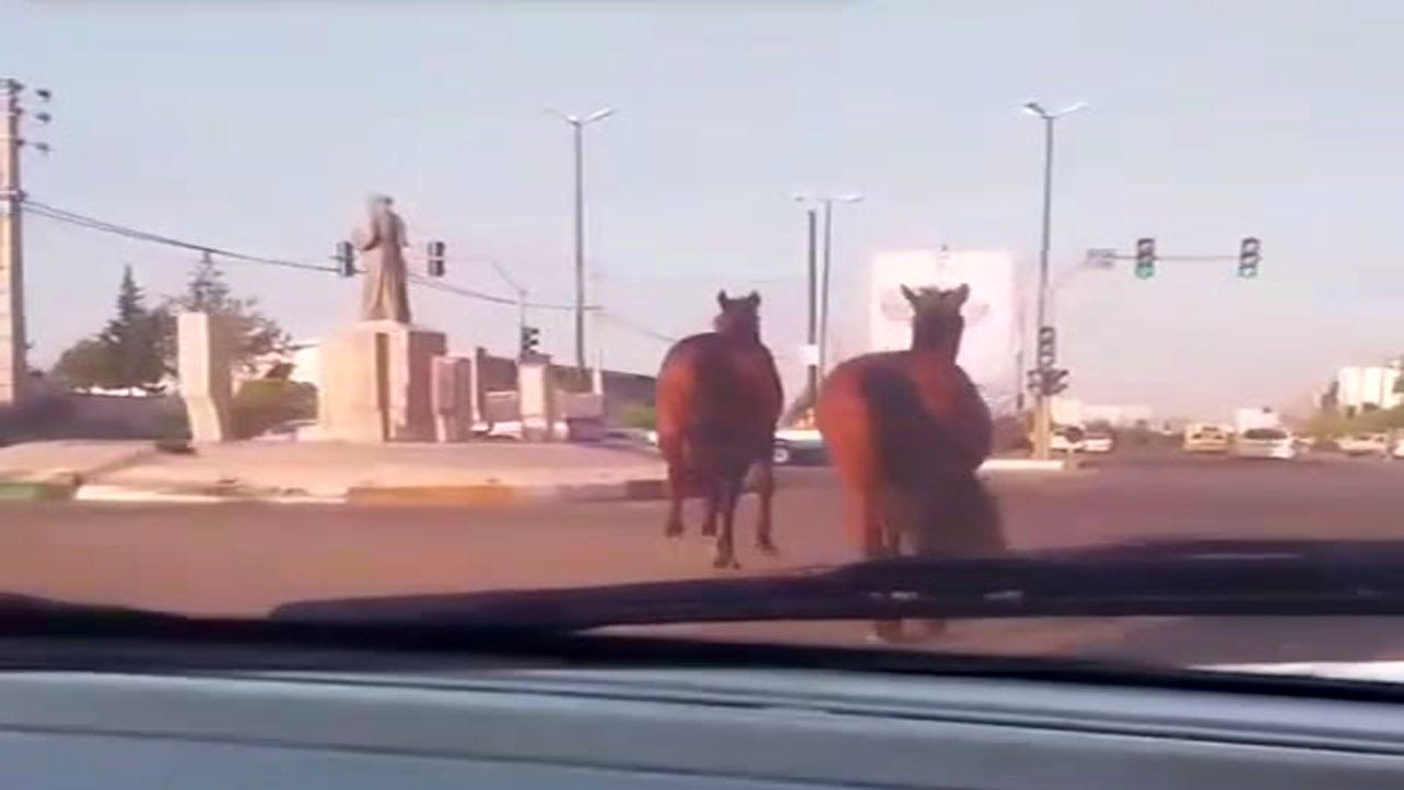 معضل عجیب بابلسر؛ اسب‌های سرگردان در خیابان