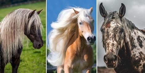 (عکس) ۱۵ نژاد اسب که زیبایی منحصر به فردشان نفسگیر است