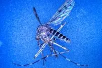 کشف نخستین پشه‌ها در ایسلند؛ پایان افسانه جزیره «بدون پشه»