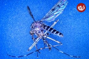 کشف نخستین پشه‌ها در ایسلند؛ پایان افسانه جزیره «بدون پشه»