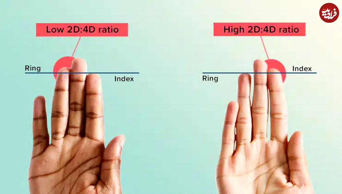 طول انگشتان شما در مورد شخصیتتان چه می گوید؟