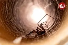 کدام عنکبوت‌ها برای انسان خطرناک هستند؟