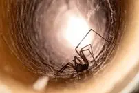 کدام عنکبوت‌ها برای انسان خطرناک هستند؟