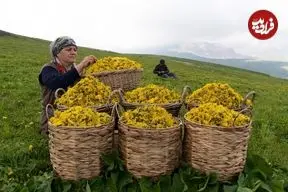 ببینید| غذای روستایی در آذربایجان؛ تهیه شربت قاصدک در روستایی کوهستانی