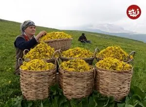 ببینید| غذای روستایی در آذربایجان؛ تهیه شربت قاصدک در روستایی کوهستانی