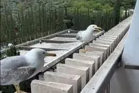 ببینید؛ ویدیویی از رفتار بامزه دو پرنده در اینستاگرام ۱۲ میلیون بازدید گرفت!