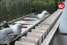 ببینید؛ ویدیویی از رفتار بامزه دو پرنده در اینستاگرام ۱۲ میلیون بازدید گرفت!