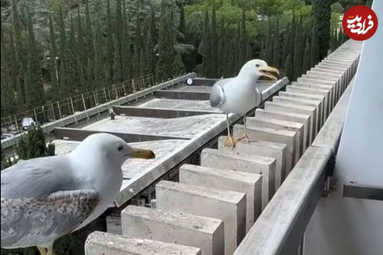ببینید؛ ویدیویی از رفتار بامزه دو پرنده در اینستاگرام ۱۲ میلیون بازدید گرفت!