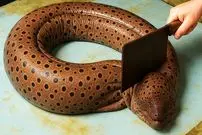 ببینید| غذای خیابانی در ژاپن؛ صید، برش و تهیه غذاها با مارماهی مورای غول پیکر در اوکیناوا