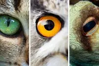 اجداد سایکلاپس؛ داستان تکامل چشم‌های ما با یک چشم شروع شد