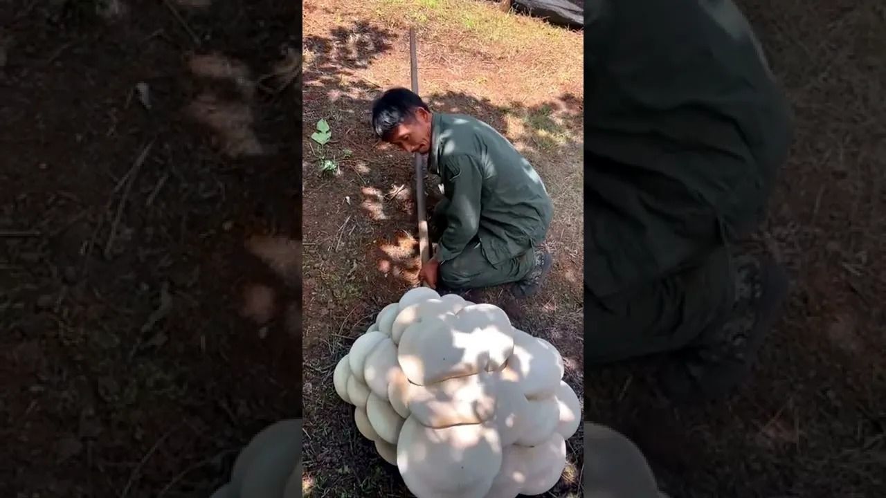(ویدئو) کوهنورد خوش شانس هنگ کنگی بزرگترین قارچ وحشی جهان را اتفاقی پیدا کرد!