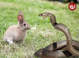 ببینید| خرگوش مادر برای دفاع از بچه‌هایش به جنگ مار رفت