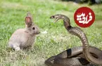 ببینید| خرگوش مادر برای دفاع از بچه‌هایش به جنگ مار رفت