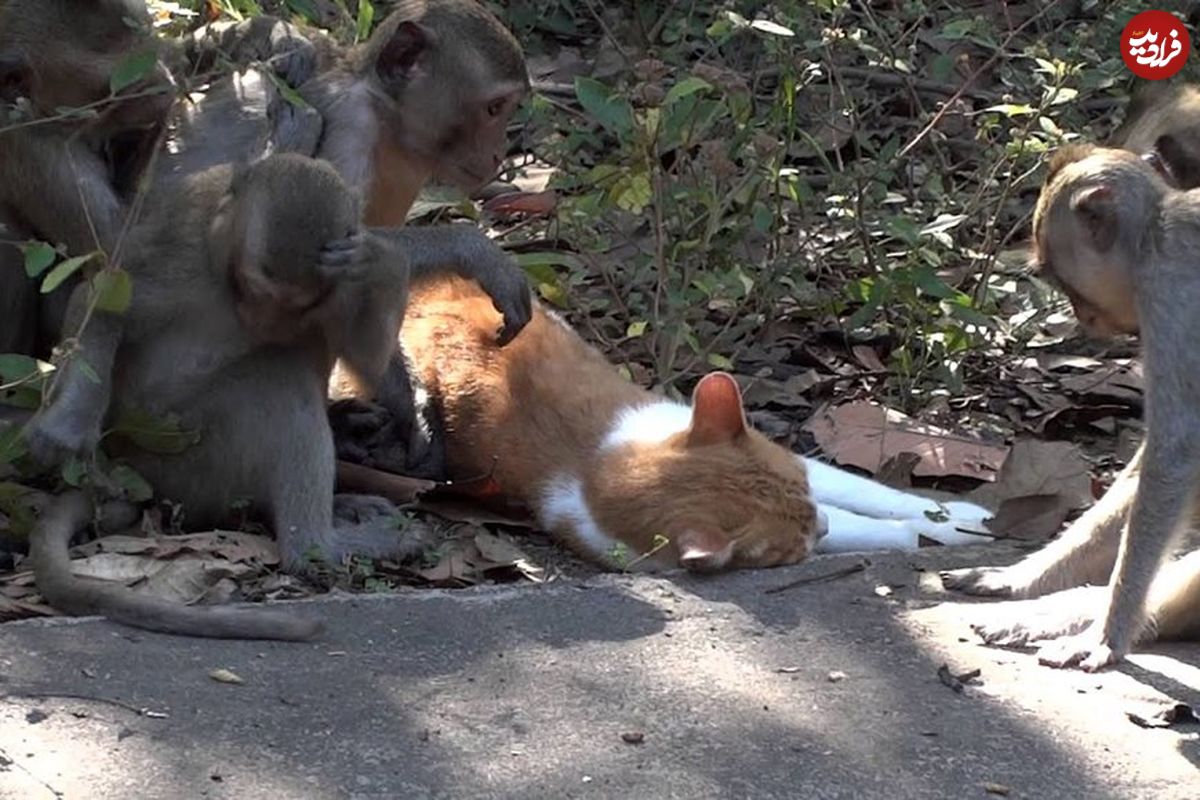 (ویدئو) گربه و میمون های ماساژوری که ول کُنش نیستند!